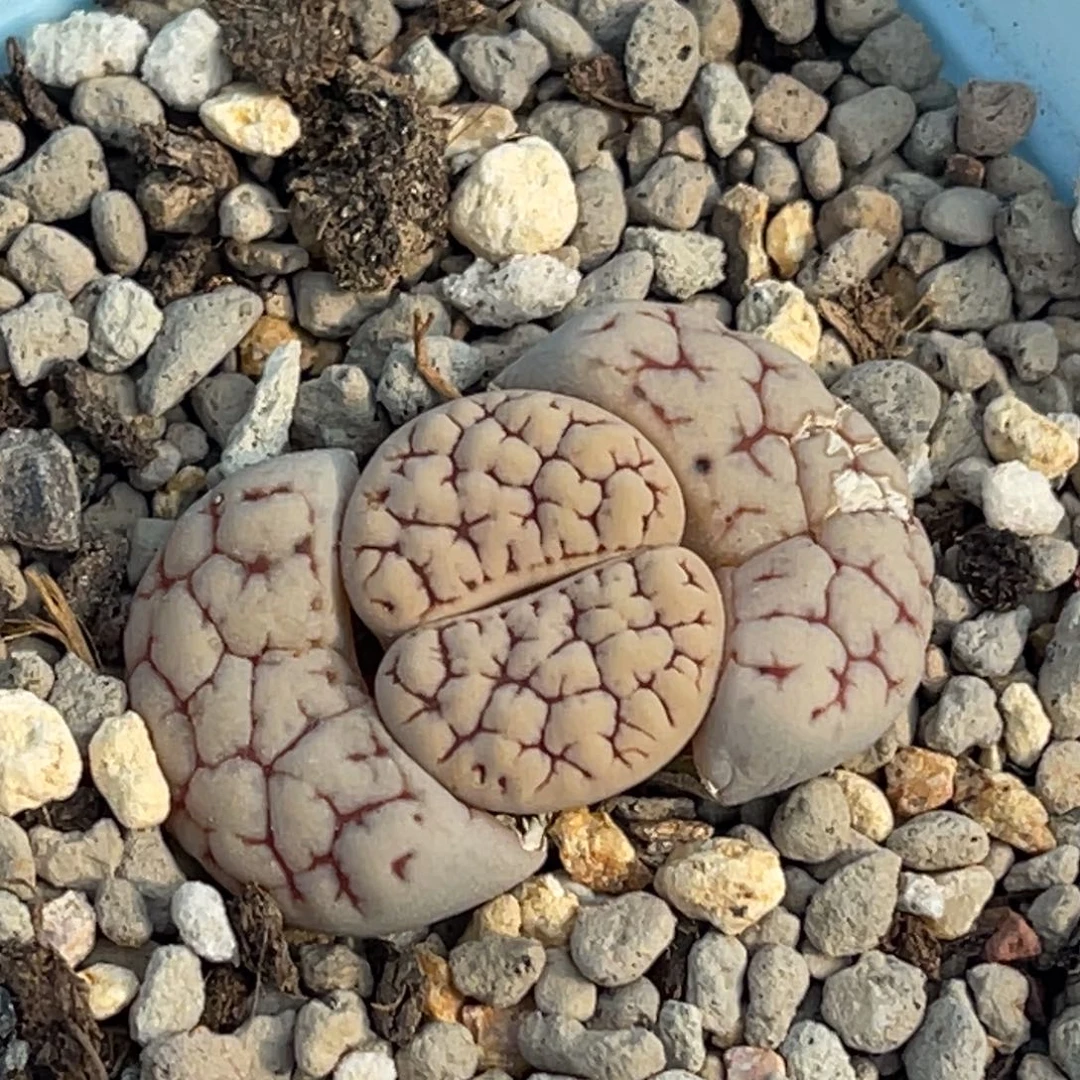 9332红纹189一颗。