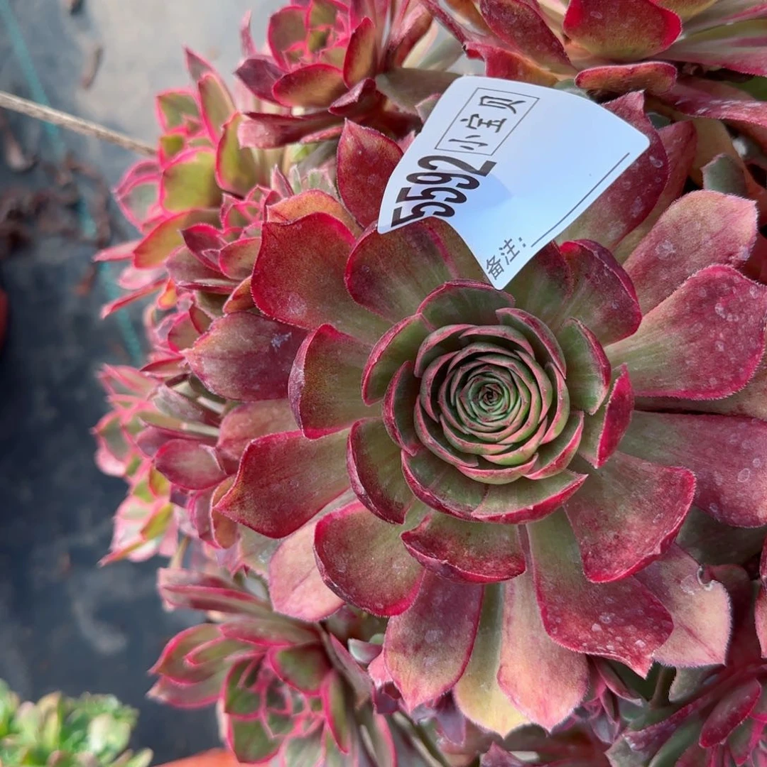 宝****教5592莲花座多肉多肉