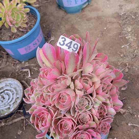 三***草多肉植物一个法师