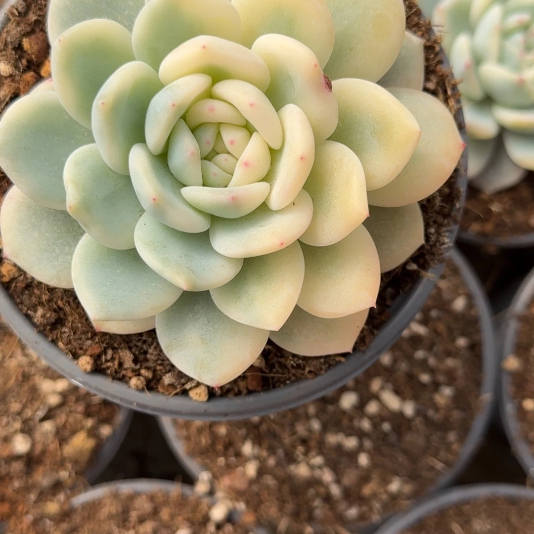 橙子锦多肉植物链接