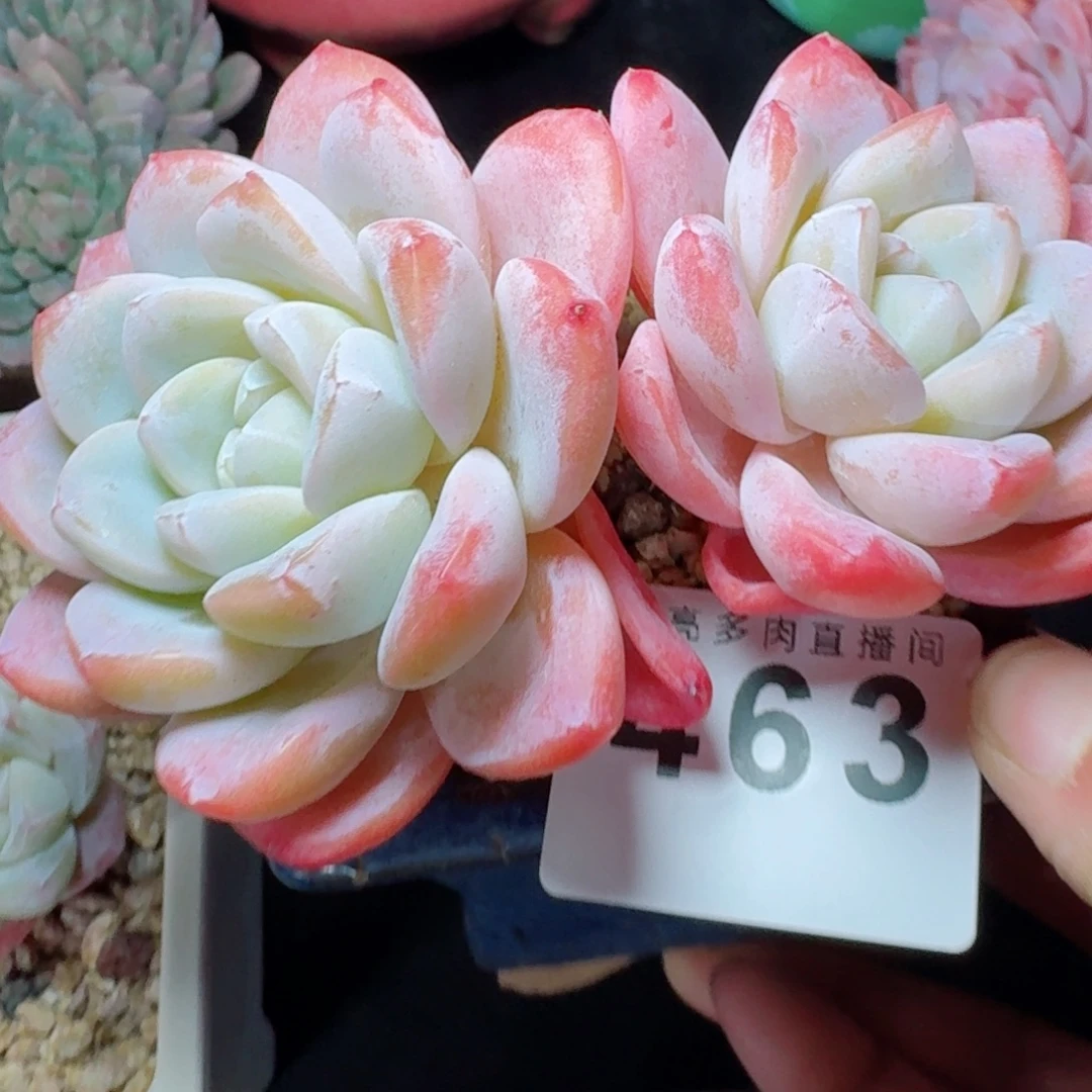 冰玉福利      愿你一路坦途，乘风破浪展宏图