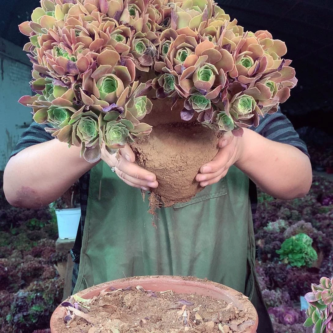 无花朵柒哥多肉法师不包侧断枝 64