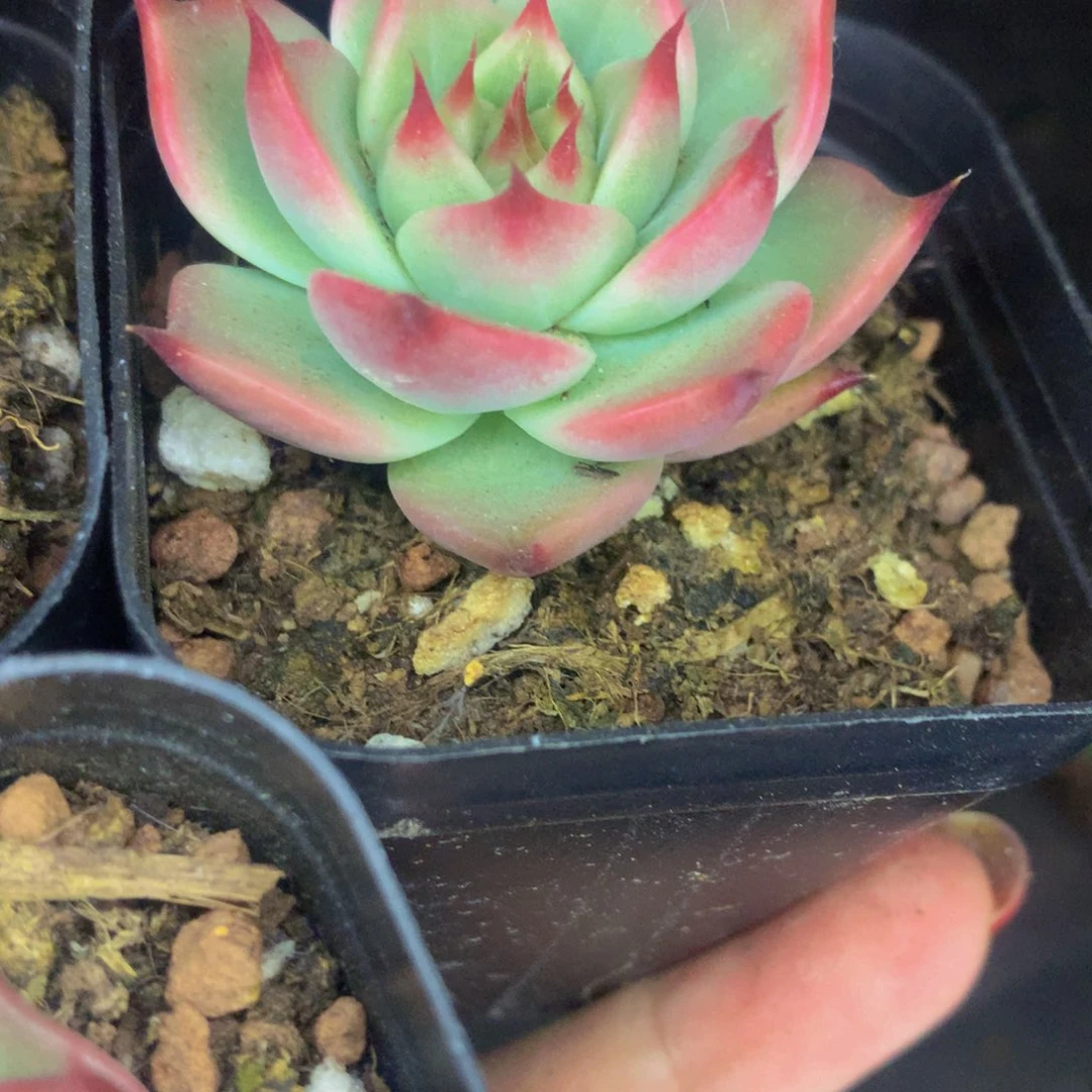 托斯卡。（满9.99包邮不满9.99发叶子）