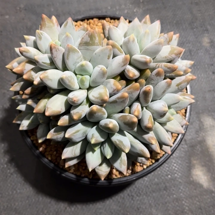 *****多肉植物哥特萝莉