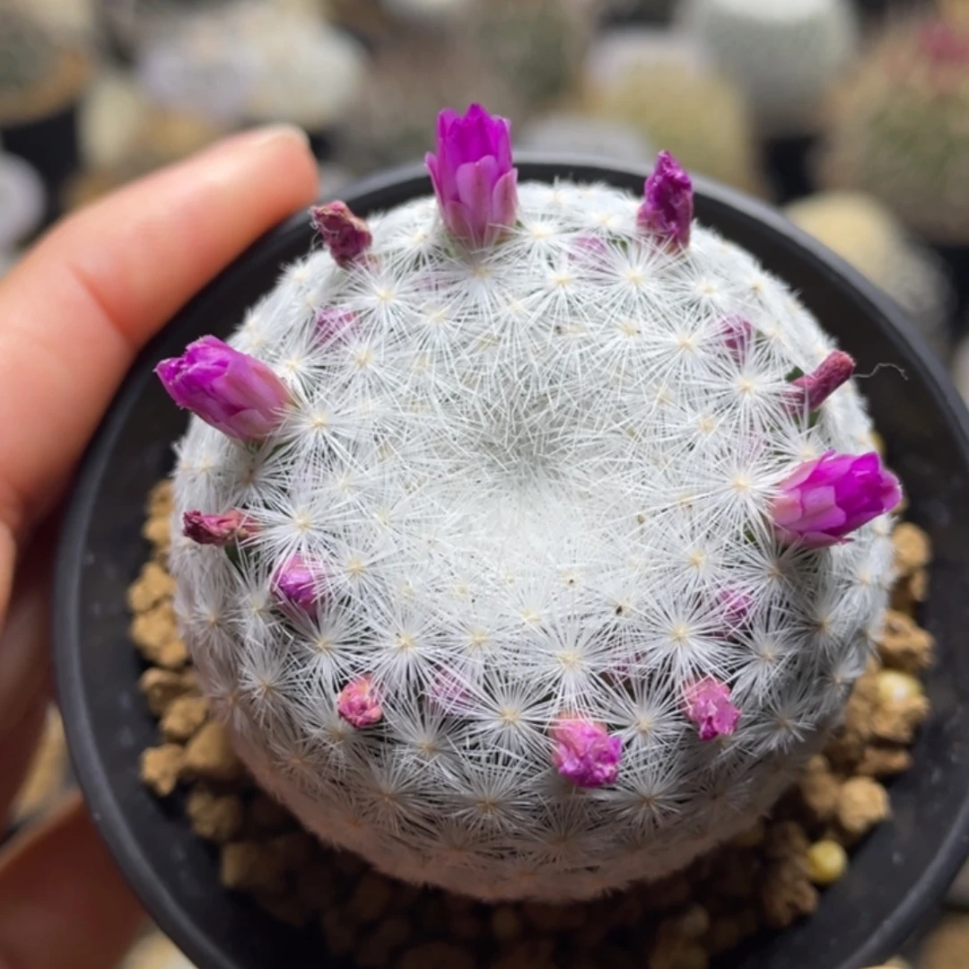 大春星          实生根