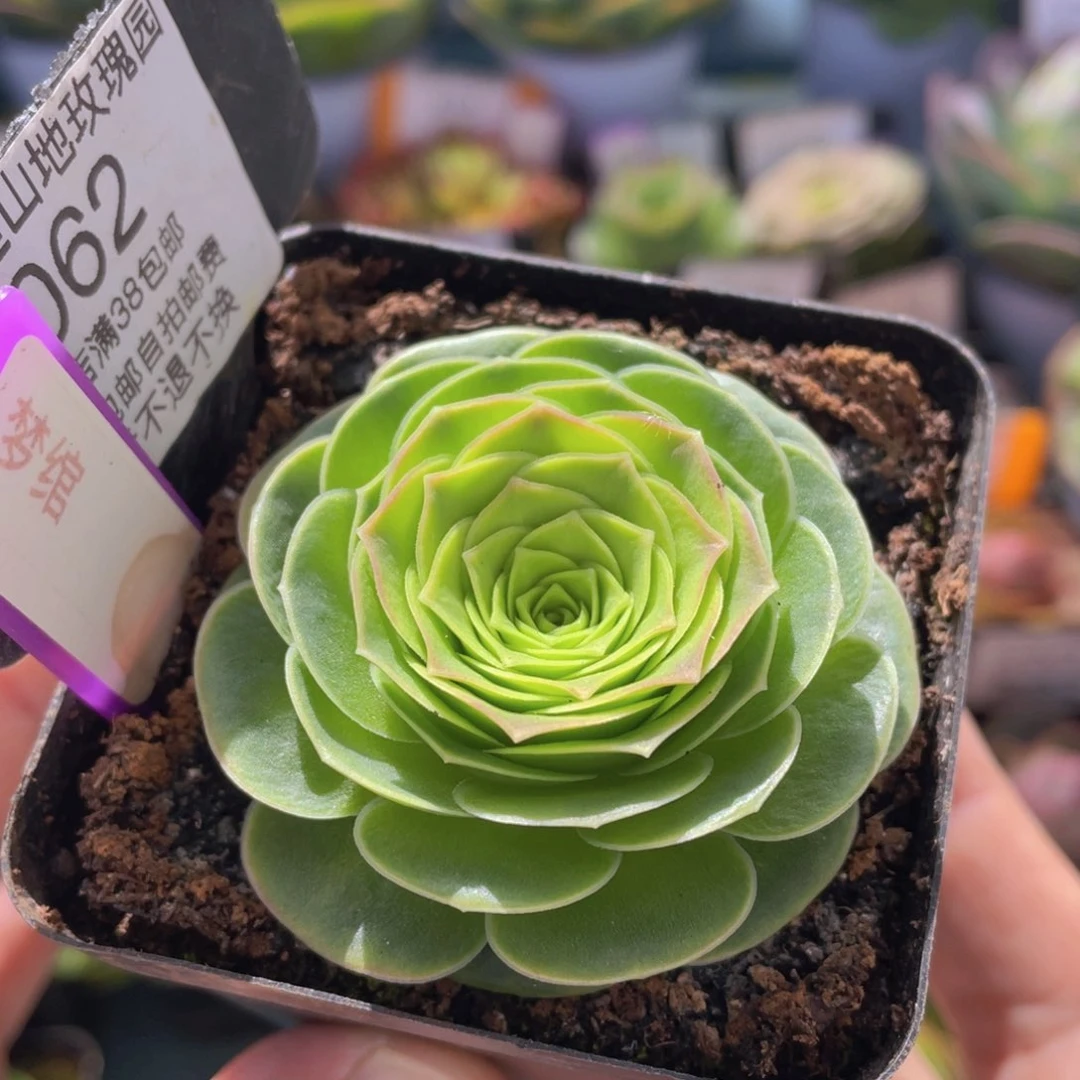 梦绾多肉福利062一物一拍