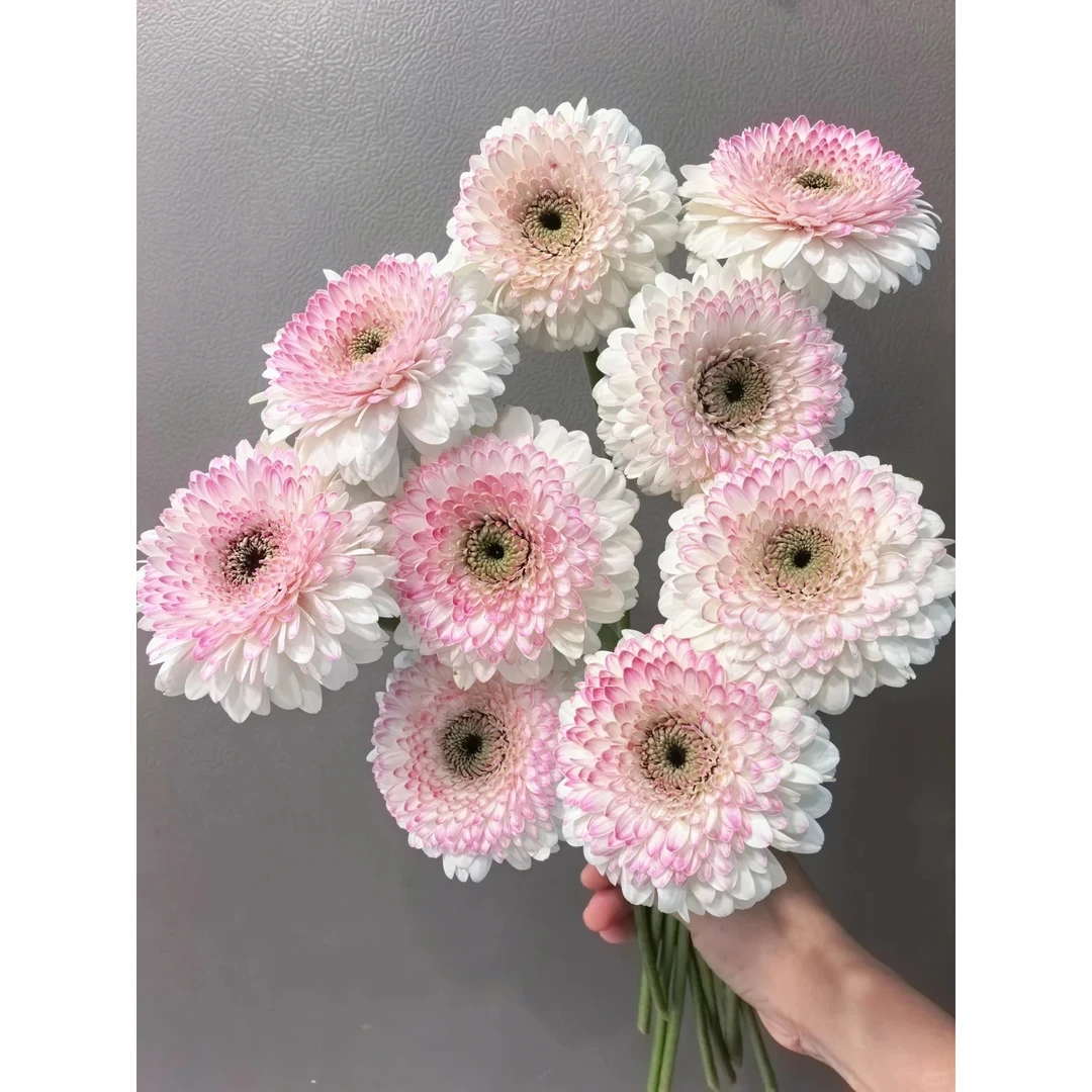 西雅图非洲菊鲜切花花束鲜花家用扶郎花多头新鲜