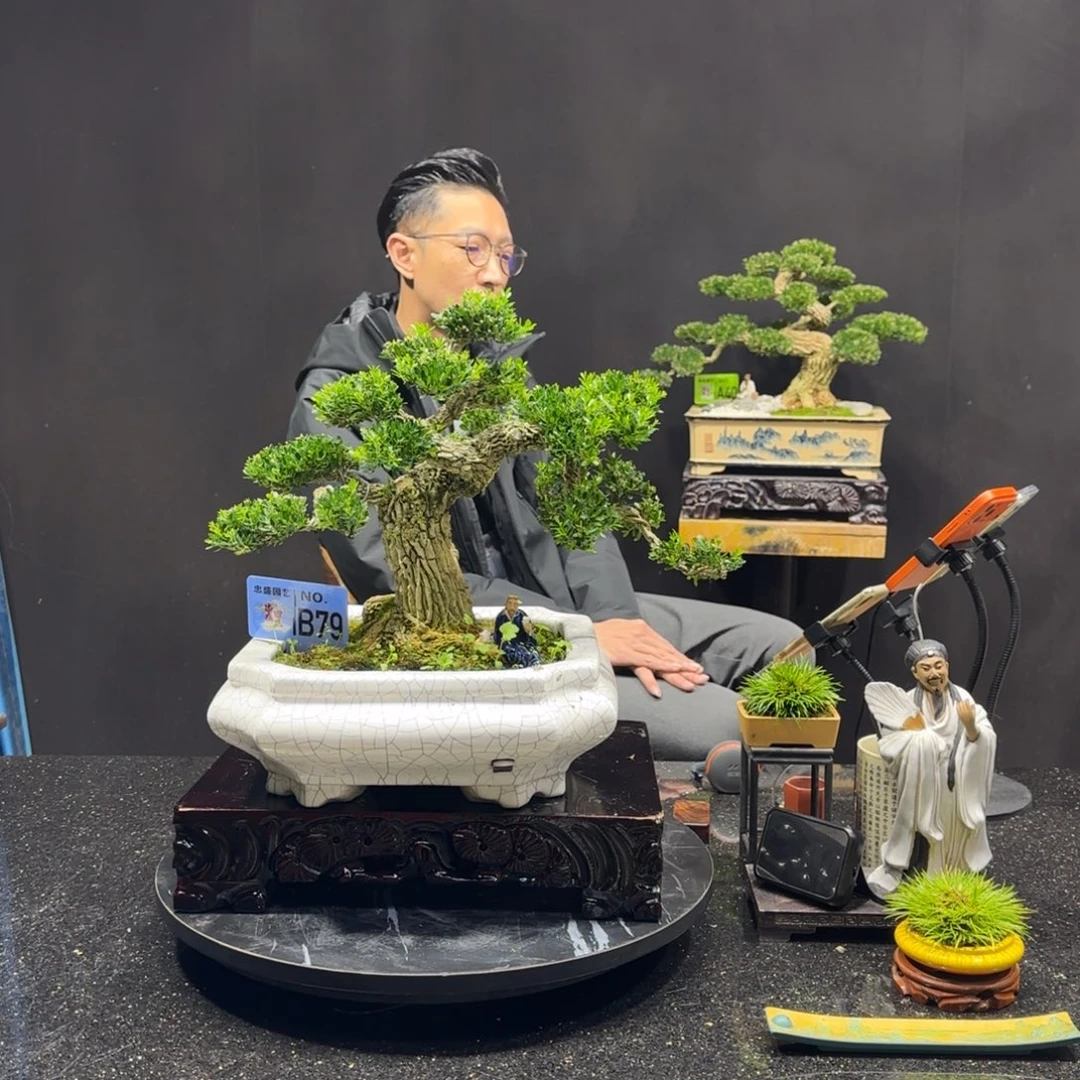 以实际为准黄杨室内室外盆景艺术