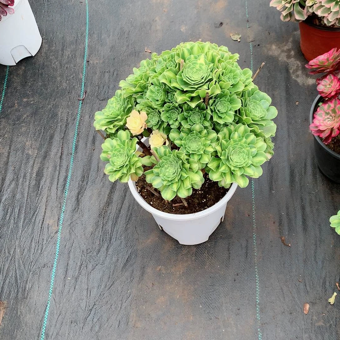 【闪购商品】二**姨翡翠琉璃，多肉