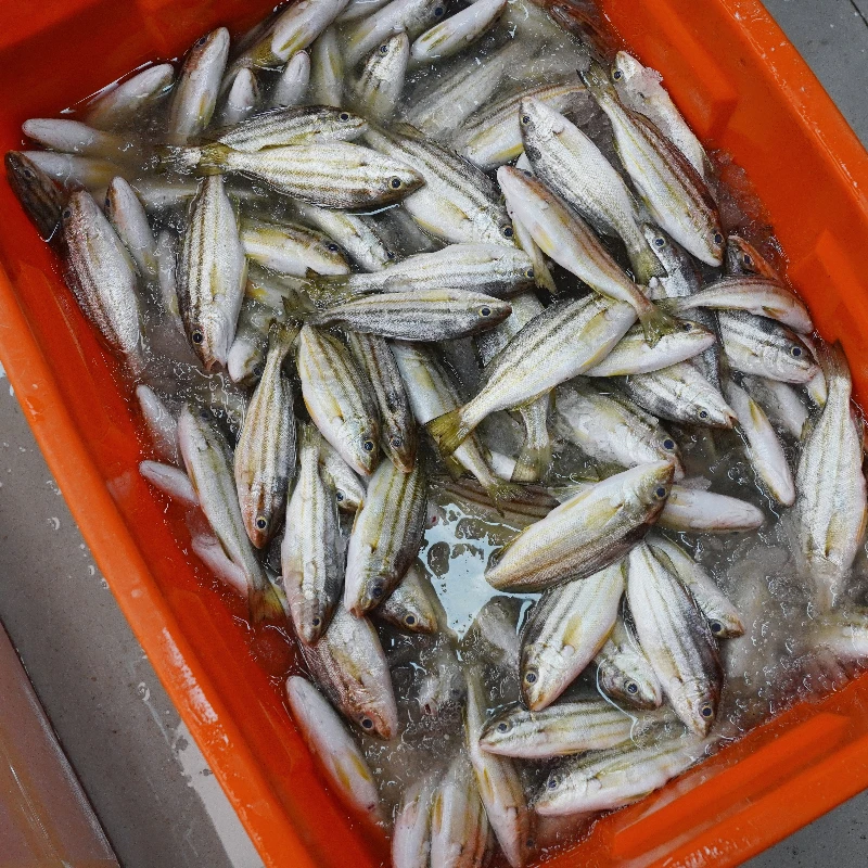 本港尖嘴小斑猪鱼 新鲜海鱼 肉质鲜嫩肥美 广东省内顺丰包邮