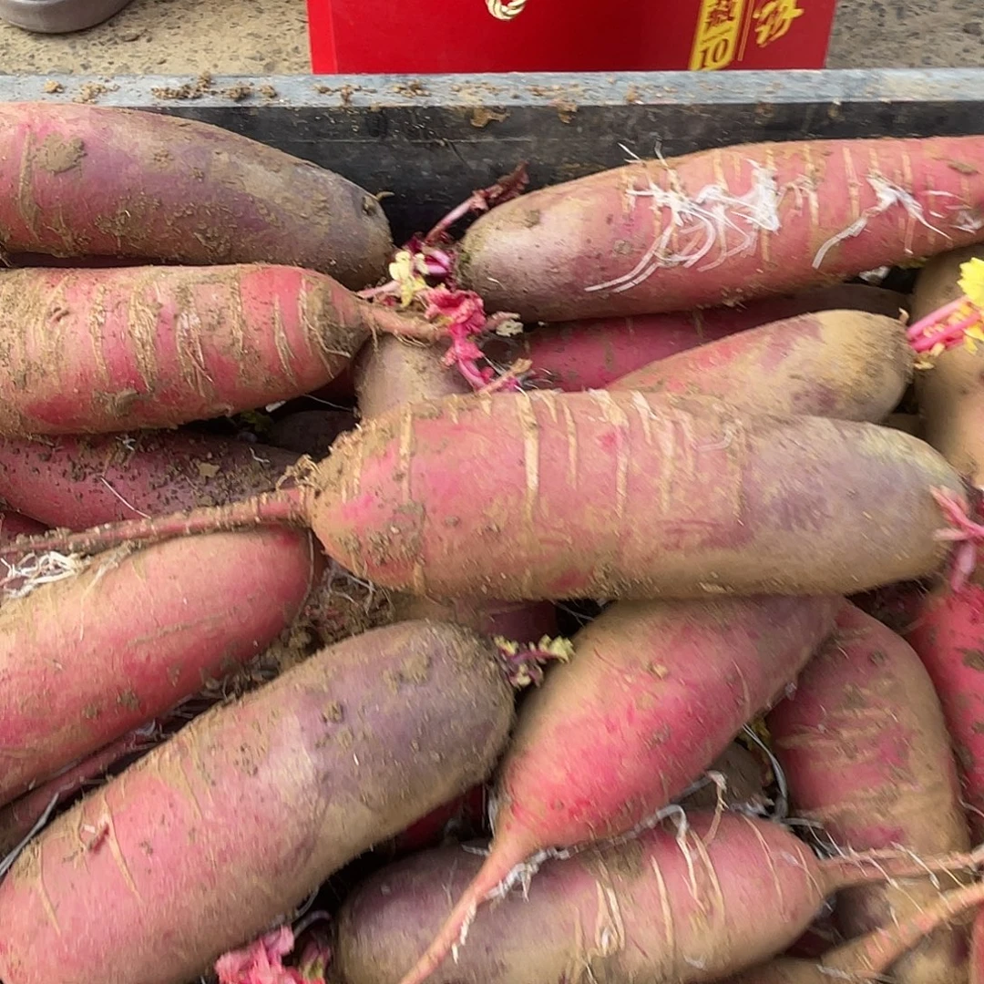 中国大陆穿心红萝卜三斤，赶集买的