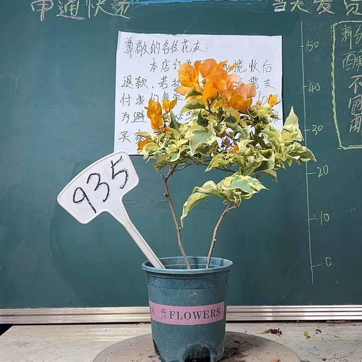 全部花苞金边黄  双杆  935