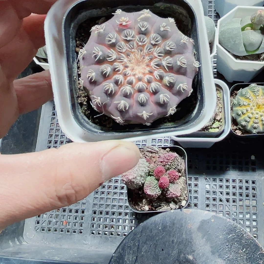 好看的球球新手好养的