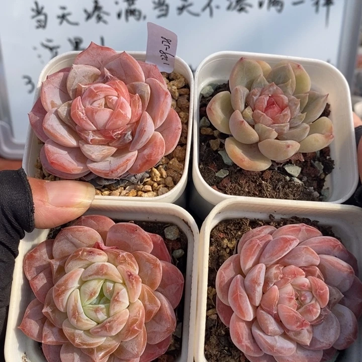 1229-528，冰魄糖心多肉4个