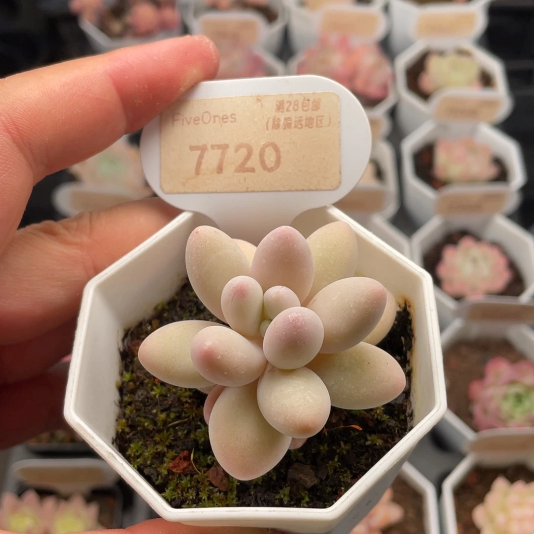 粉色恋人7720-5厘米