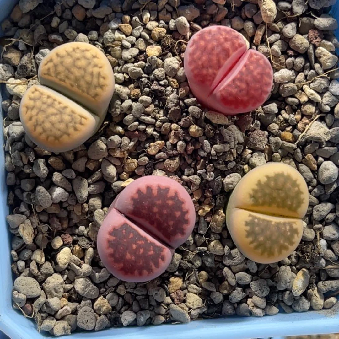 4992花纹玉锦4颗尺寸1.6