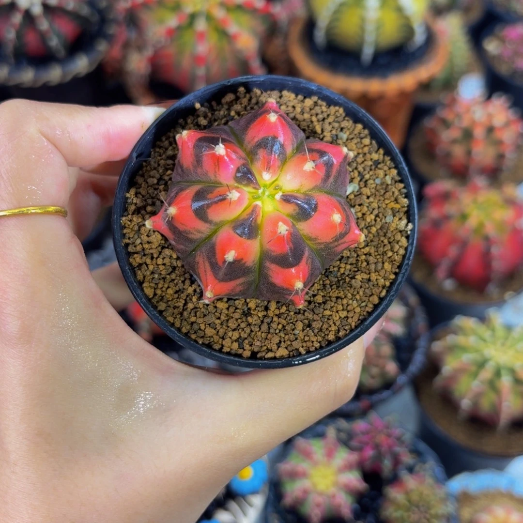 猫眼乌贼00000000000000101