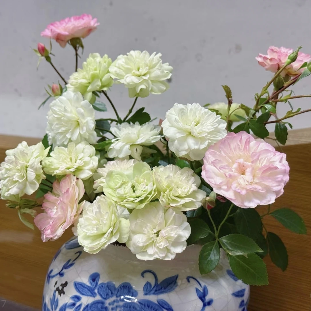 【1颗包邮】微型月季花绿冰月季花中苗多花月季玫瑰 阳台丰花多头