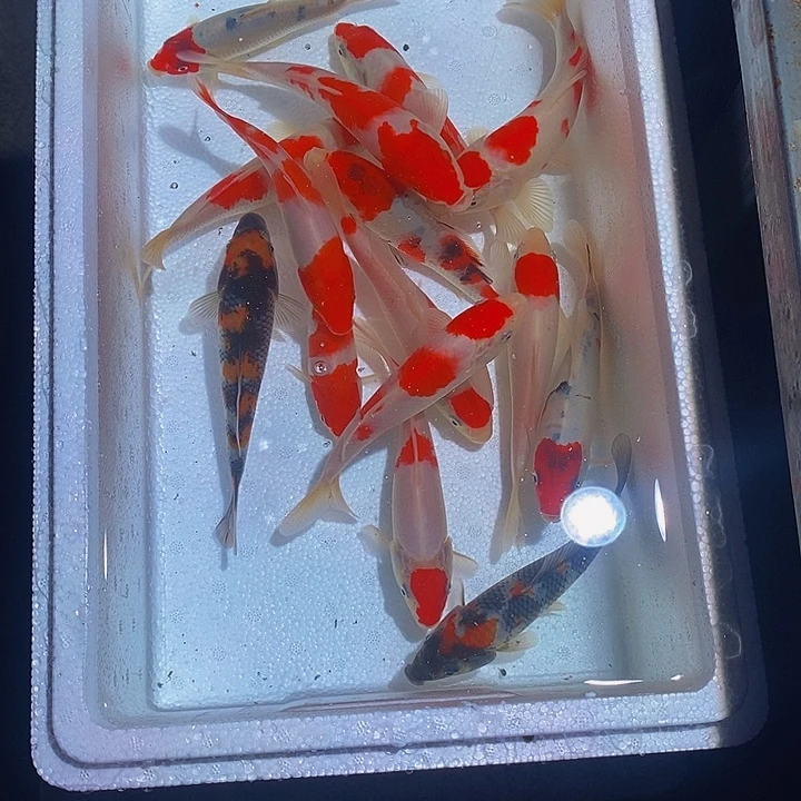 闹***爷锦鲤锦鲤活鱼开箱包活