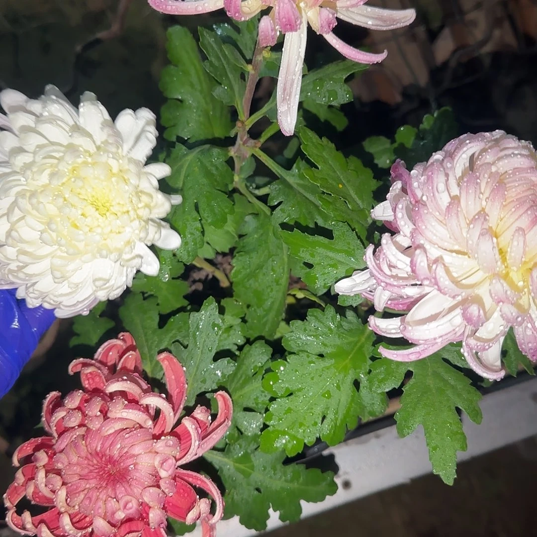 无花朵E33333333333