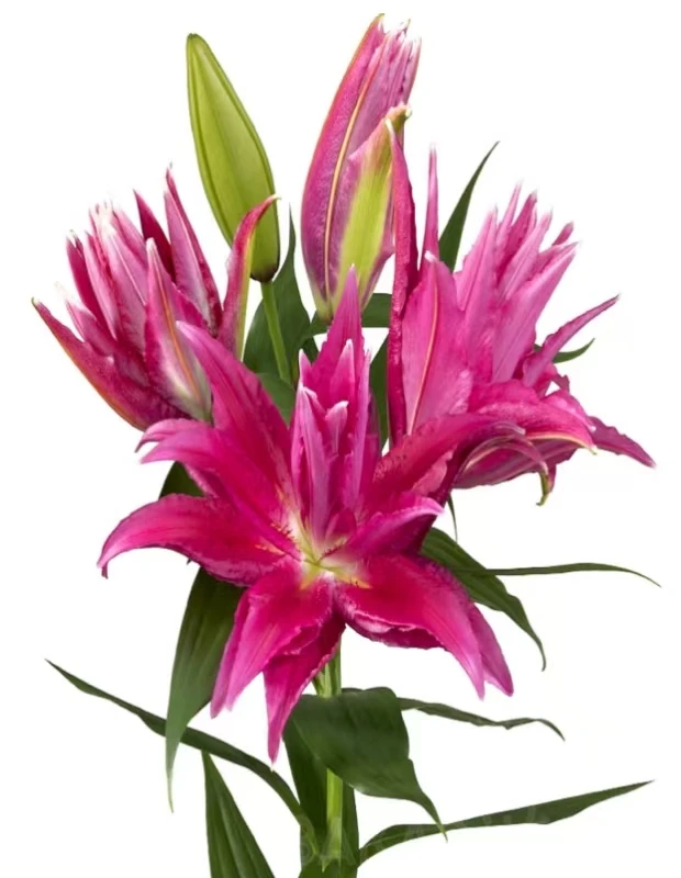 四季可种1颗《嘉丽》13/15进口重瓣香水百合花球