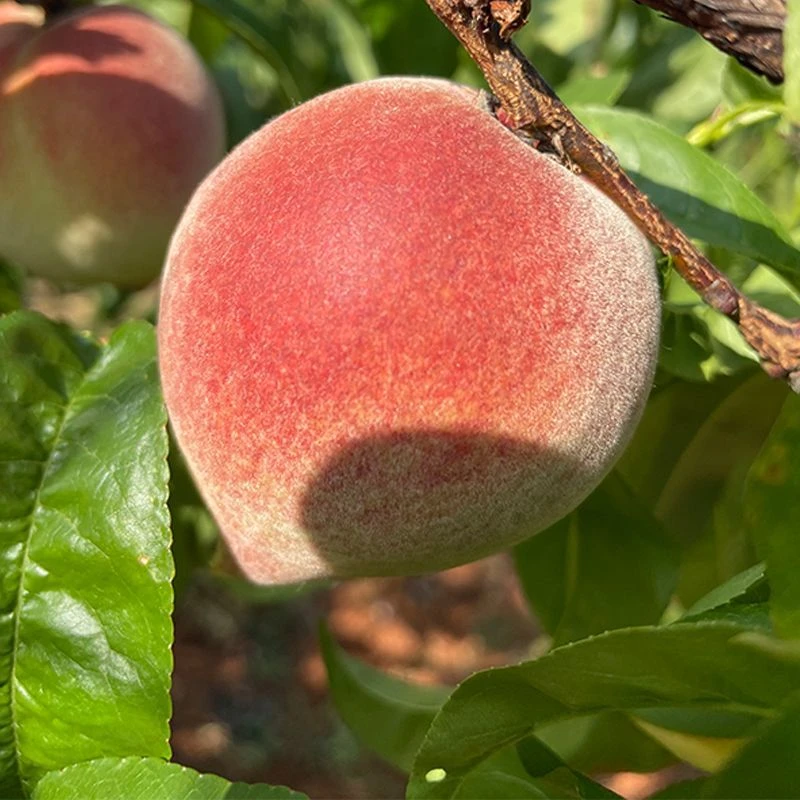 贵州新鲜桃百花桃，新鲜现摘水果