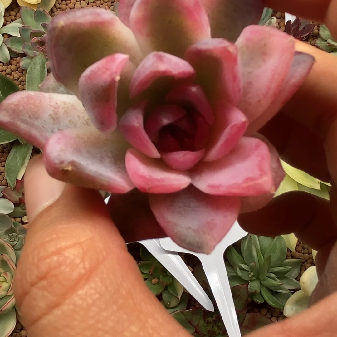 紫薯锦一物一拍，
