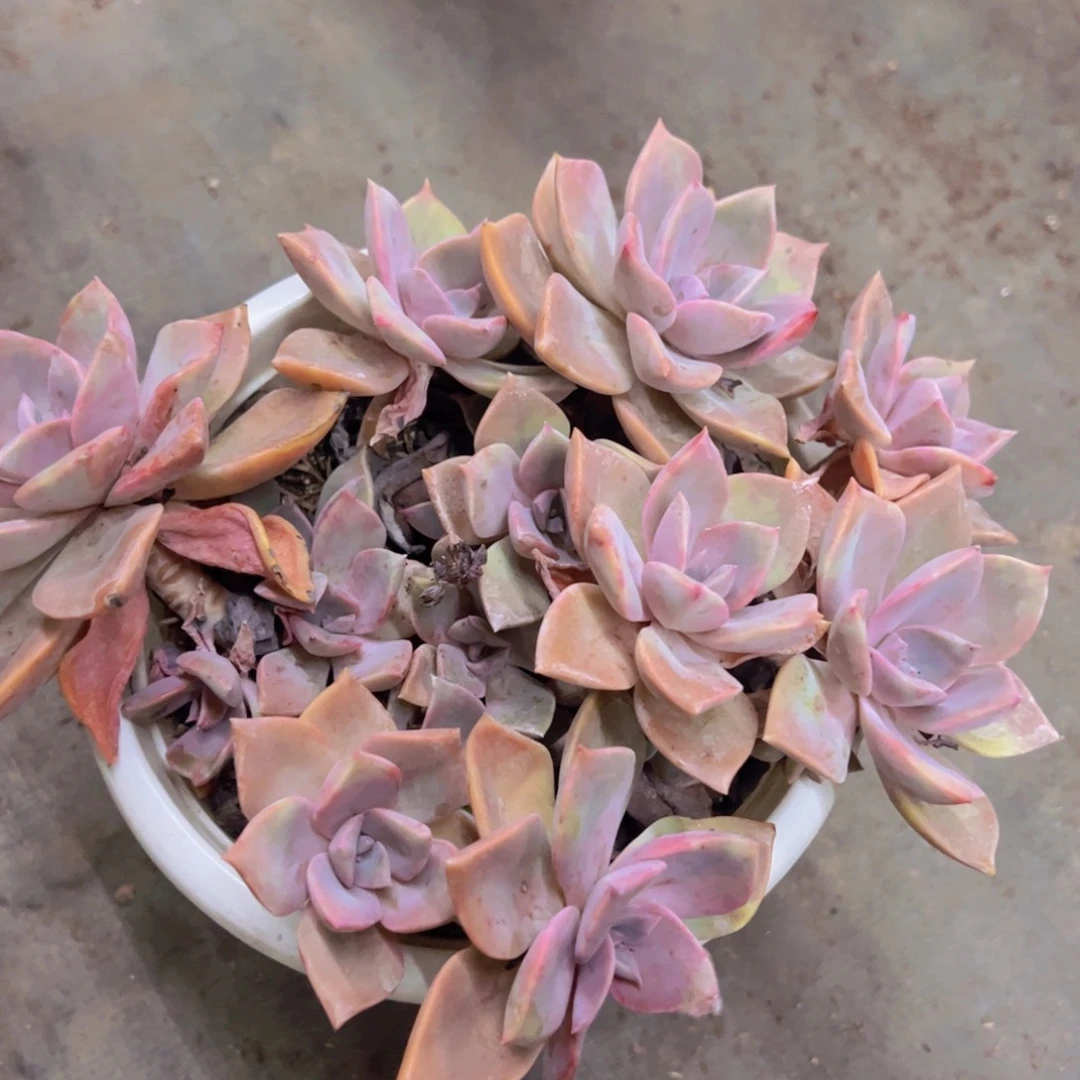 中国初恋整装整群，180杯