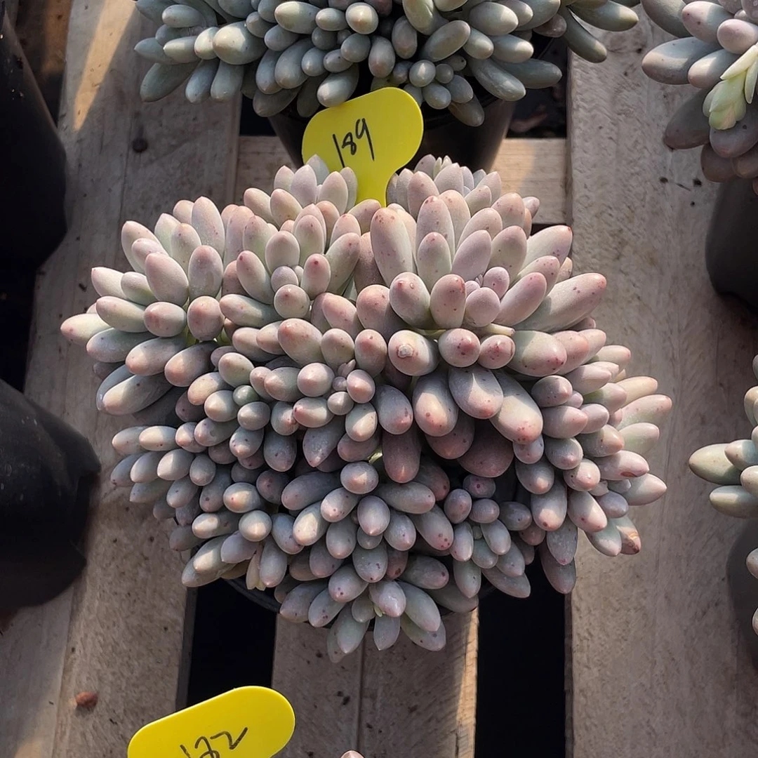 大叶汤圆多肉植物189