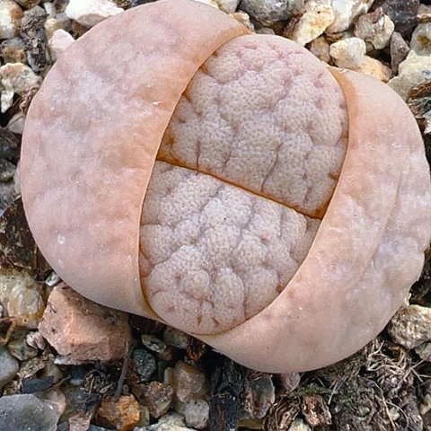 【闪购商品】20110