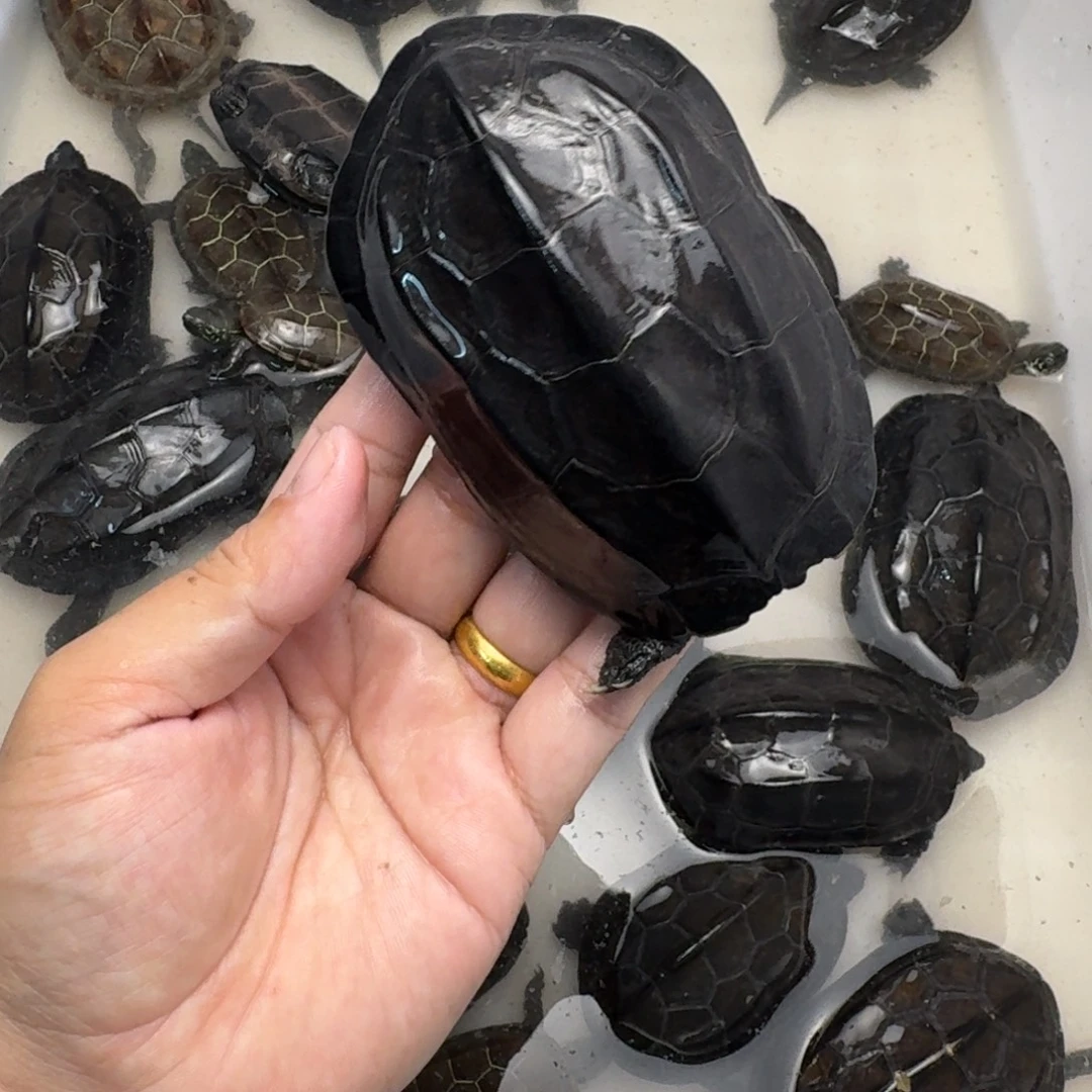 绿毛龟公苏北碳墨龟