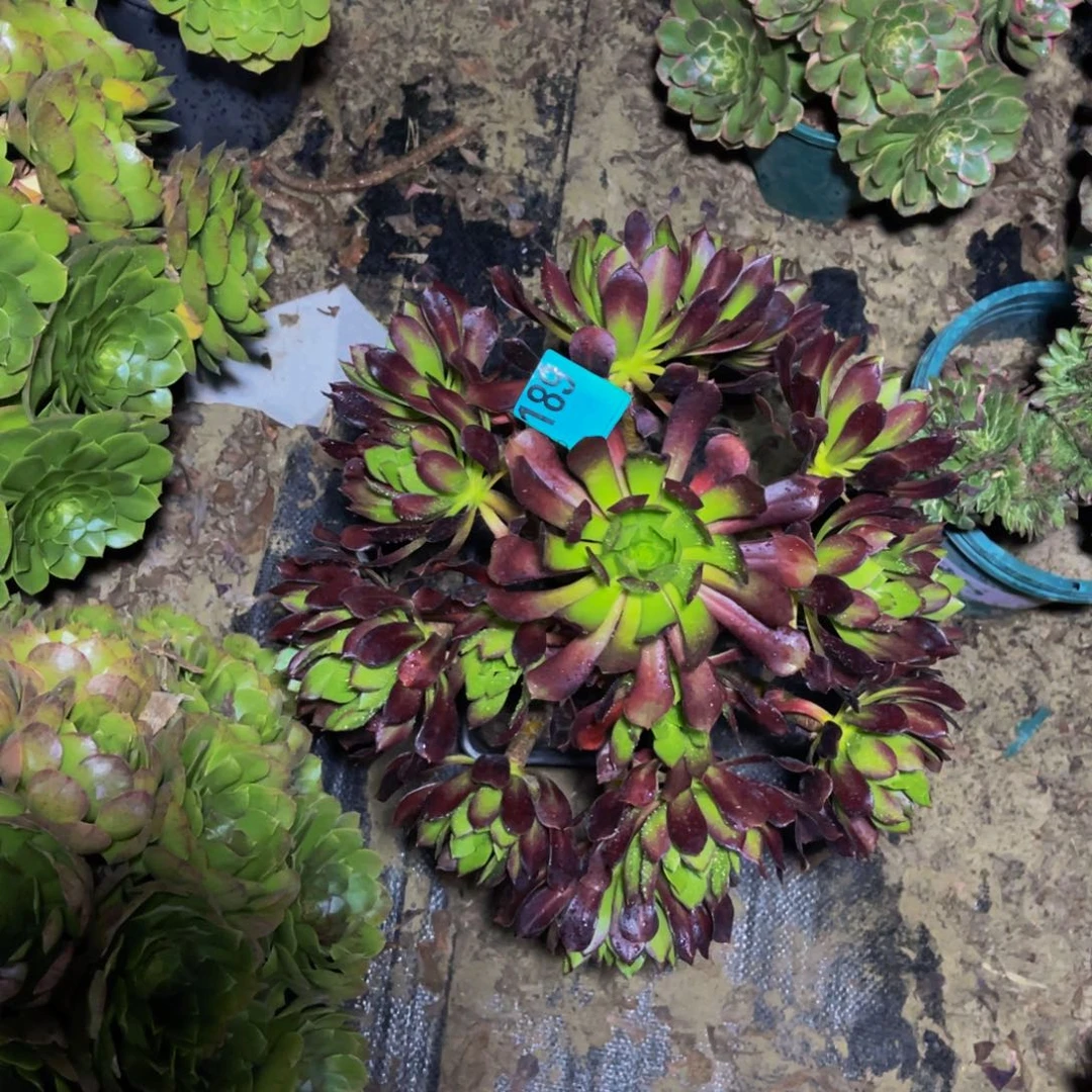 黑法师朵朵1-15¥¥¥¥