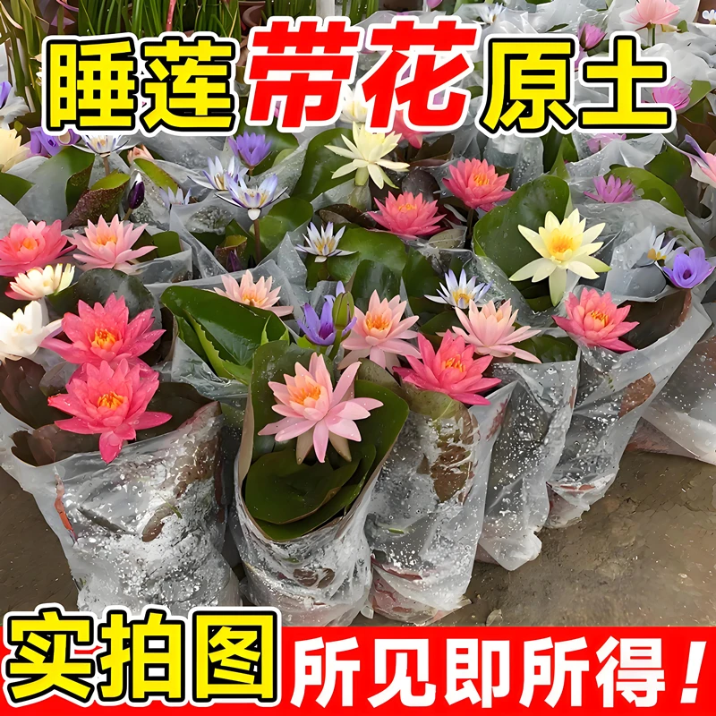 睡莲带花苞发货睡莲水培植物水池鱼缸水缸池塘四季水生花卉植物