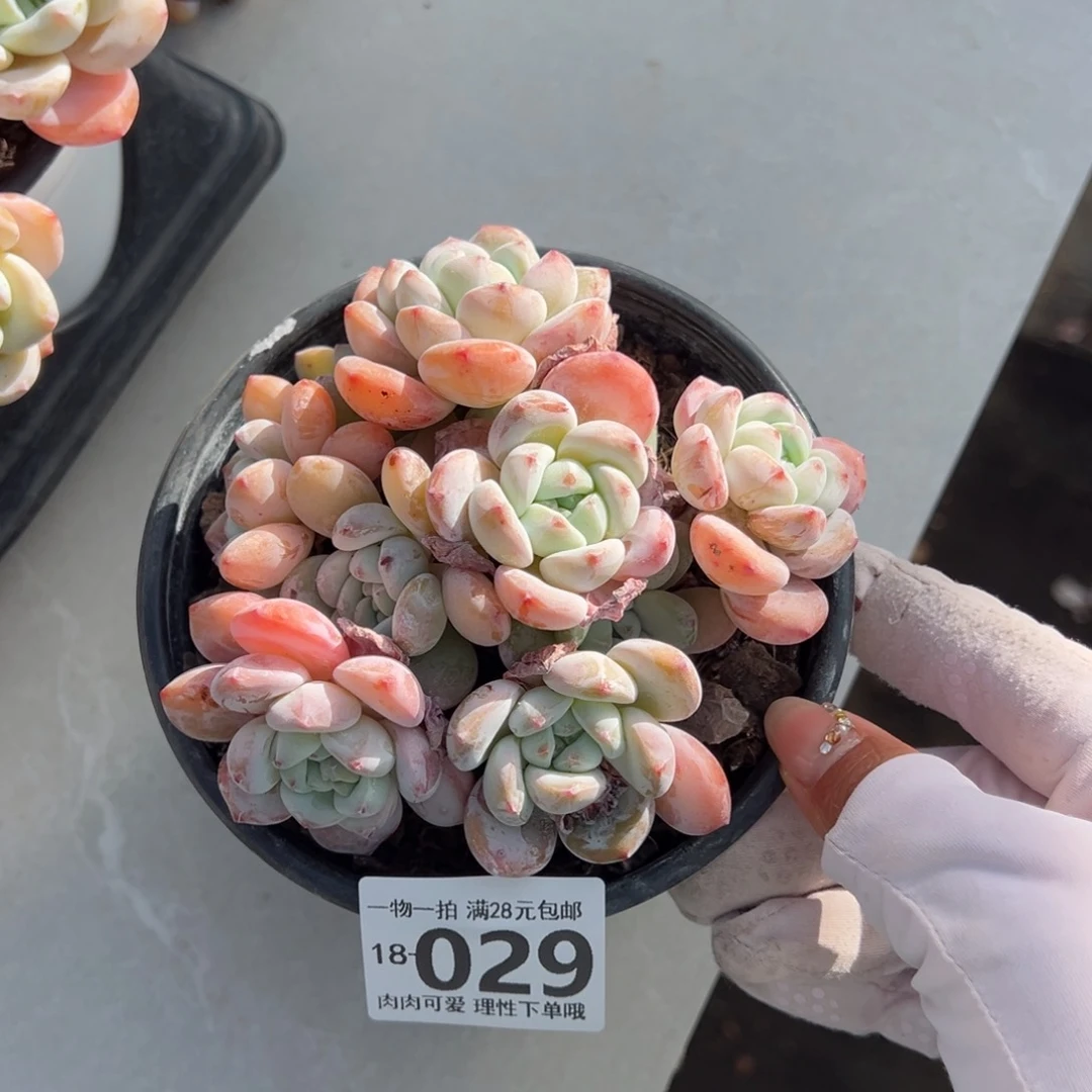 冷香多肉多肉多肉多肉多肉多肉