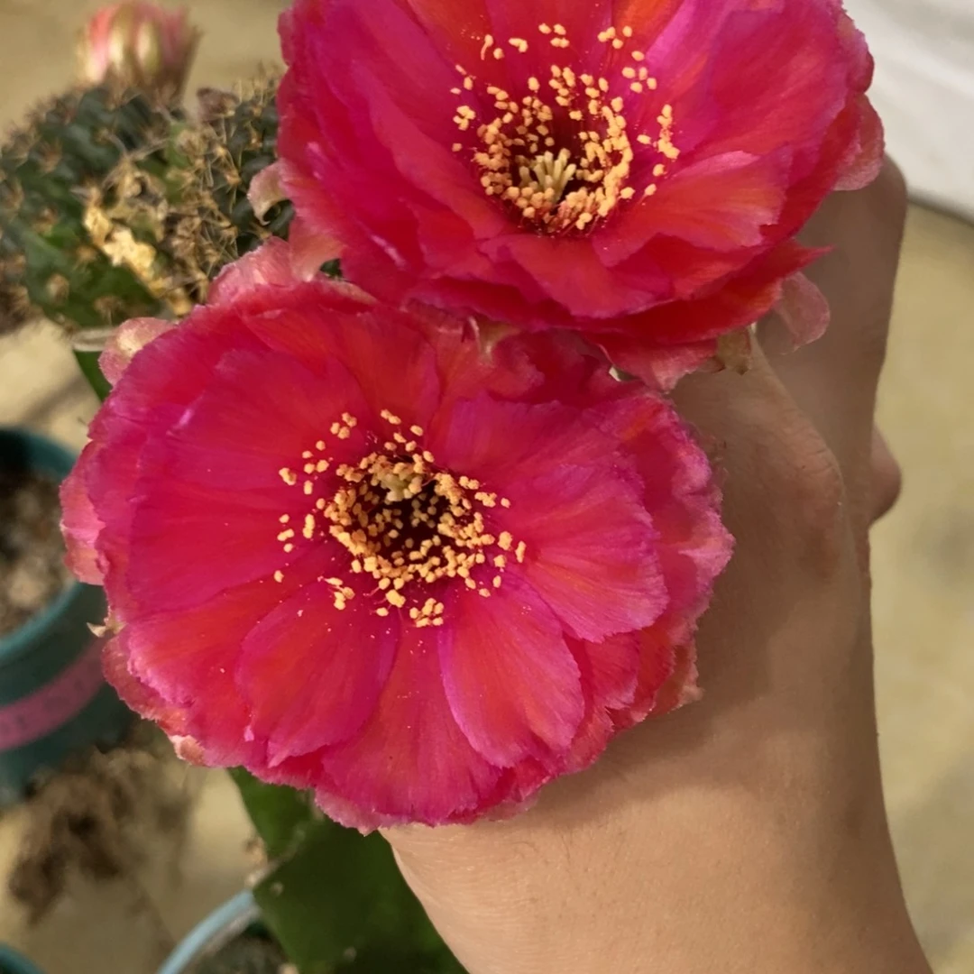 新品丽花L52母本三角带花苞