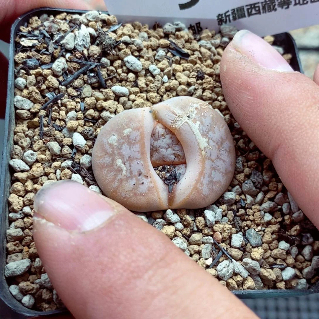 我的小姐姐们都都528