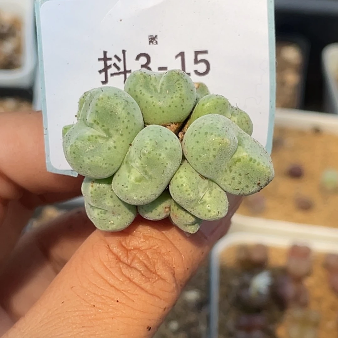 5***93-15肉锥多肉植物
