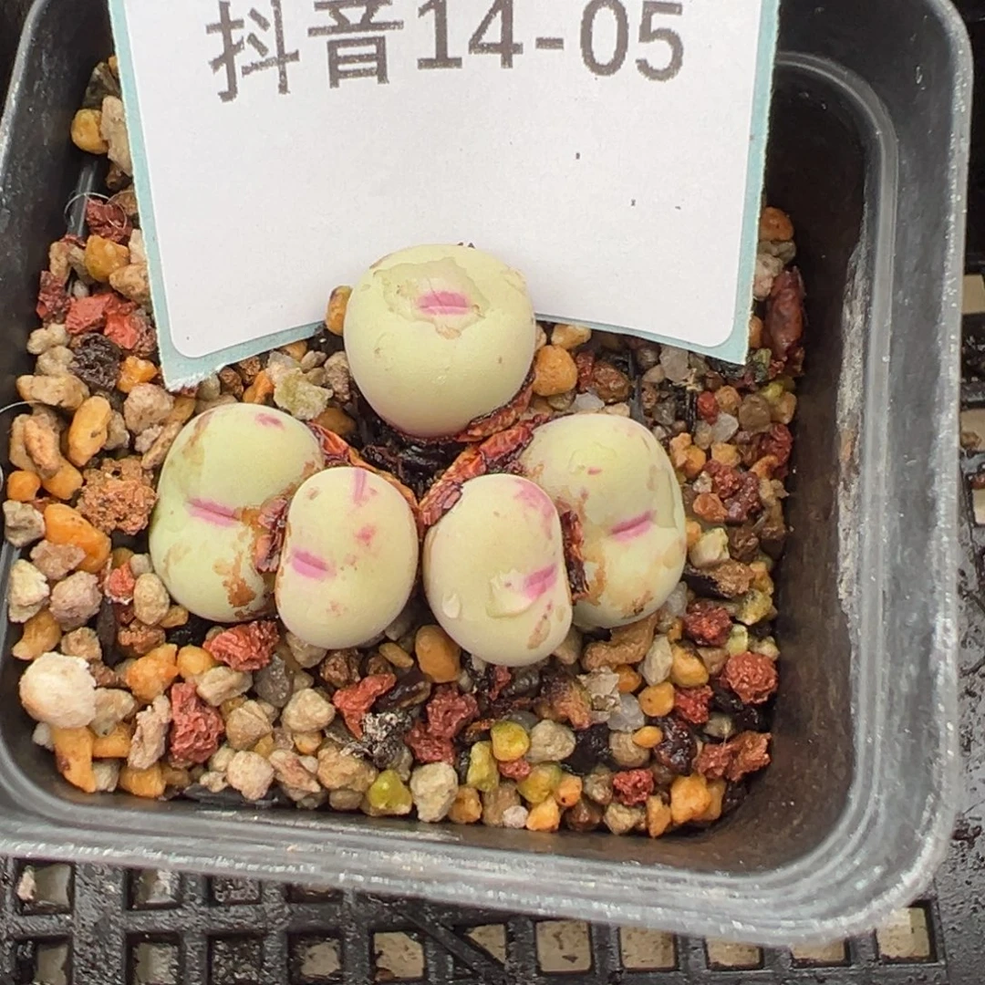 14-05肉锥多肉植物