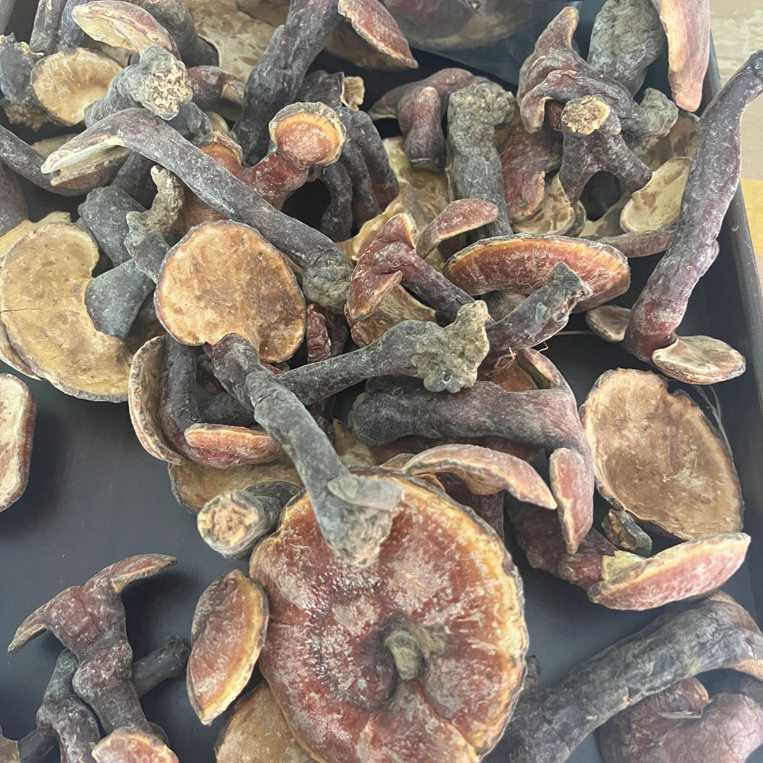 马伍团赤灵芝500g