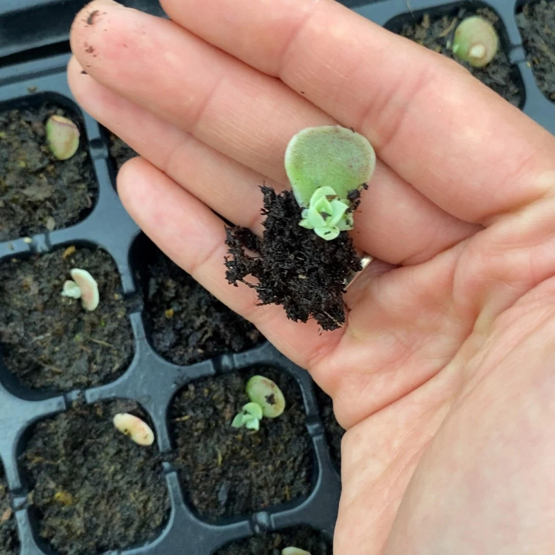 虾饺叶片带芽一个多肉