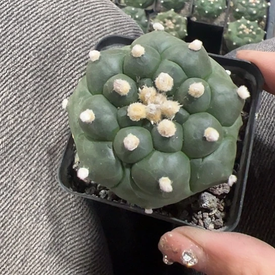 未***-实生兜46678888