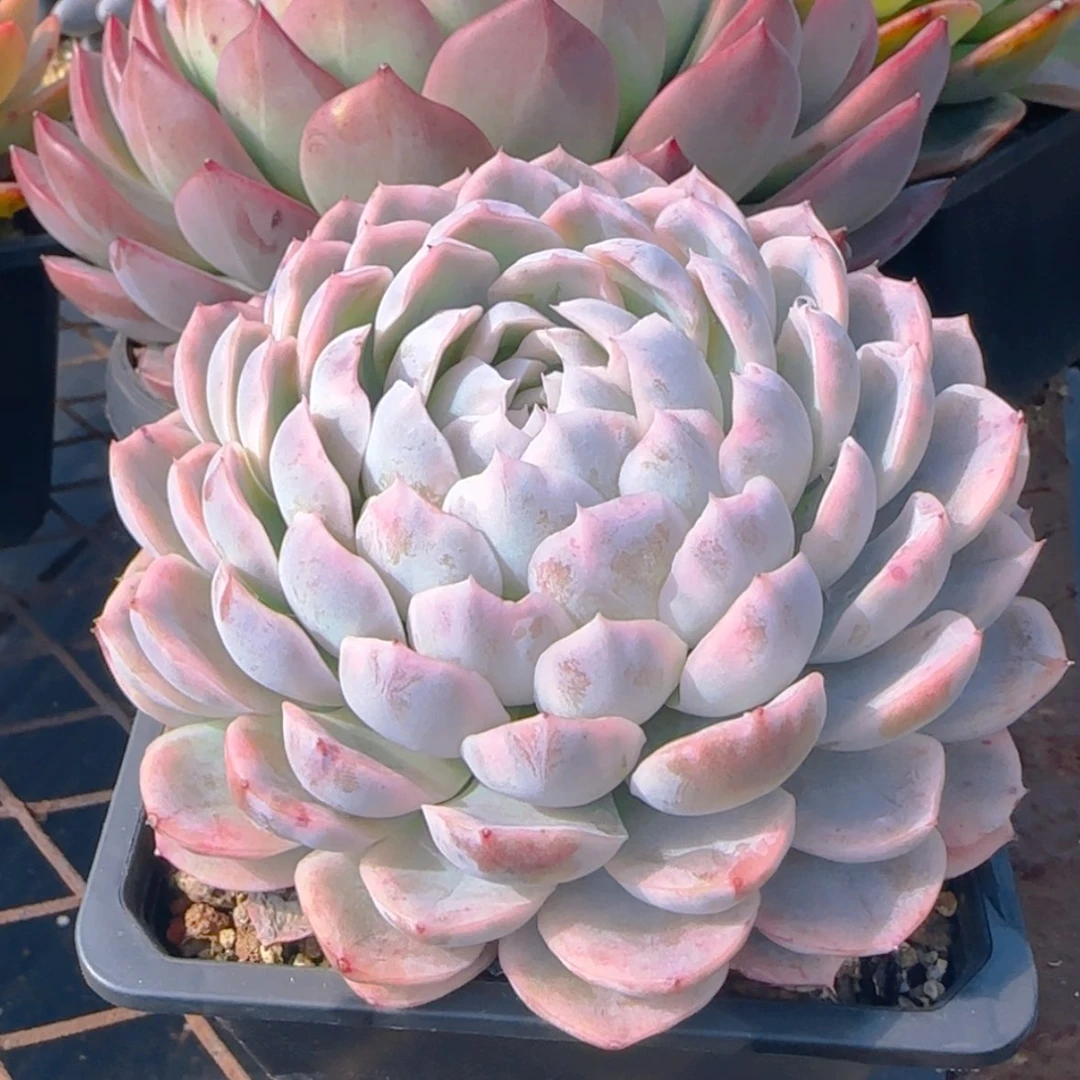 【闪购商品】雪球锦39.9