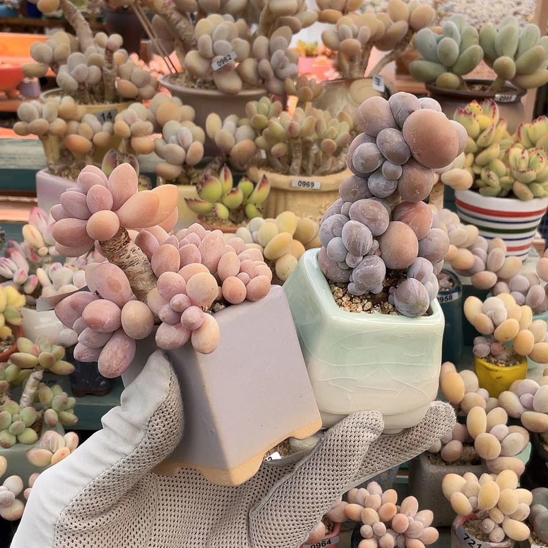 9****4多肉植物的生长发育