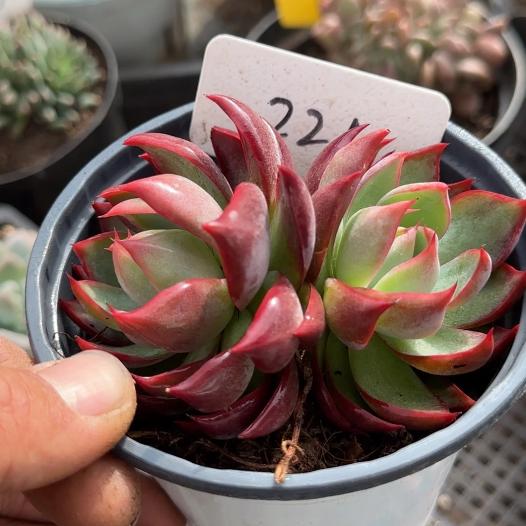 惊鸿一物一拍包装收缩花旱221