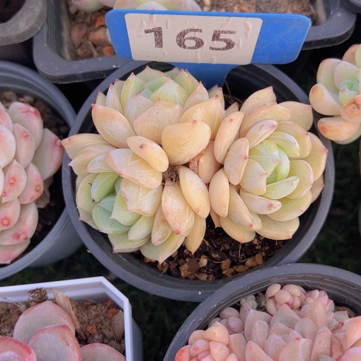 健健康康平平安安