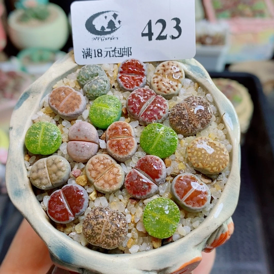 生石花花花花花花花花423