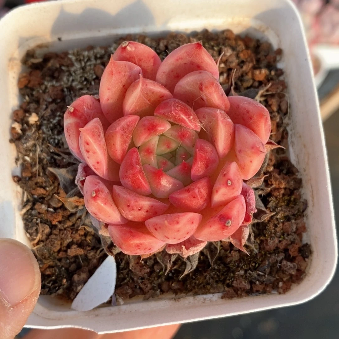 精品多肉一物一拍124