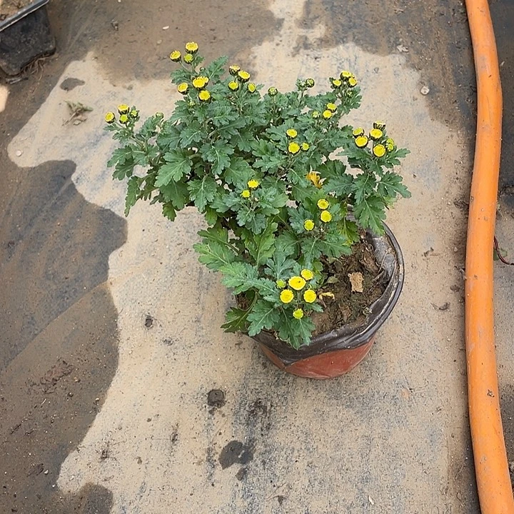 素***香无花朵30菊花菊花家