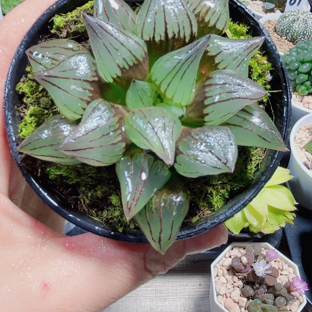 西瓜寿多肉植物66666