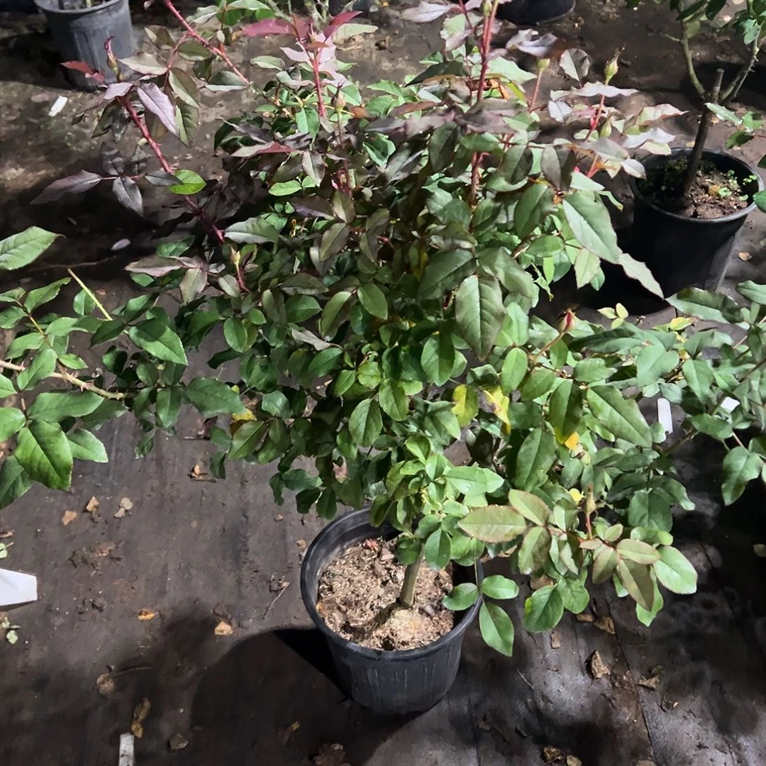 无花朵一物一拍50号